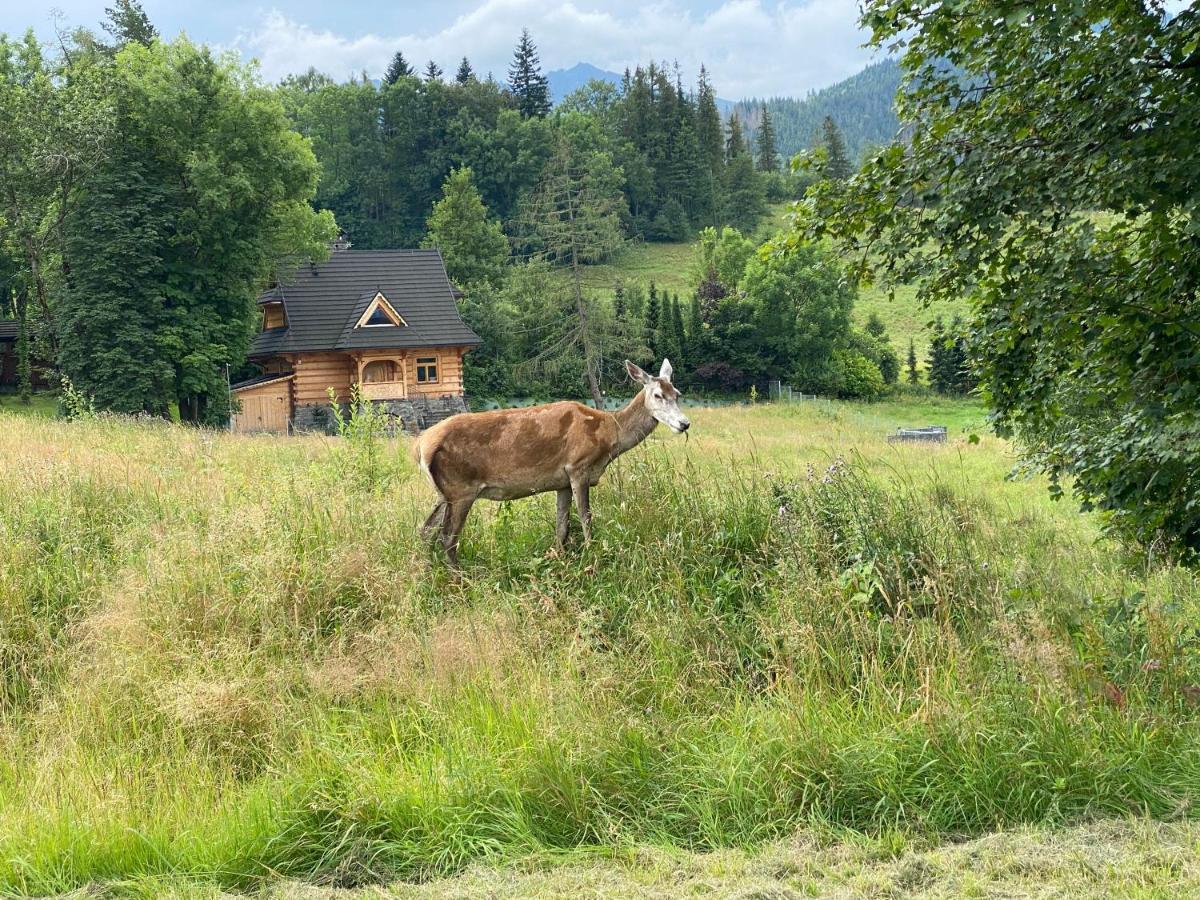 Apartament Pod Wierchem Zakopane Kültér fotó