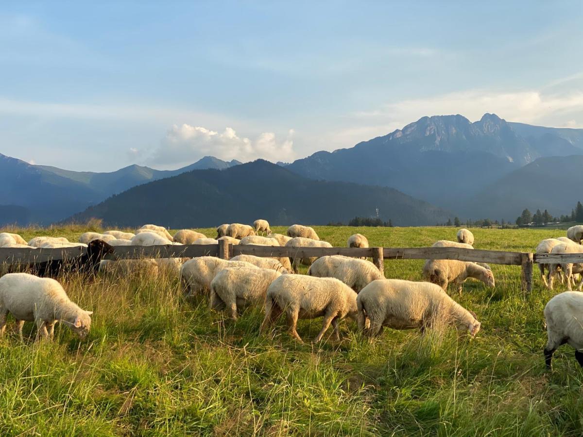 Apartament Pod Wierchem Zakopane Kültér fotó